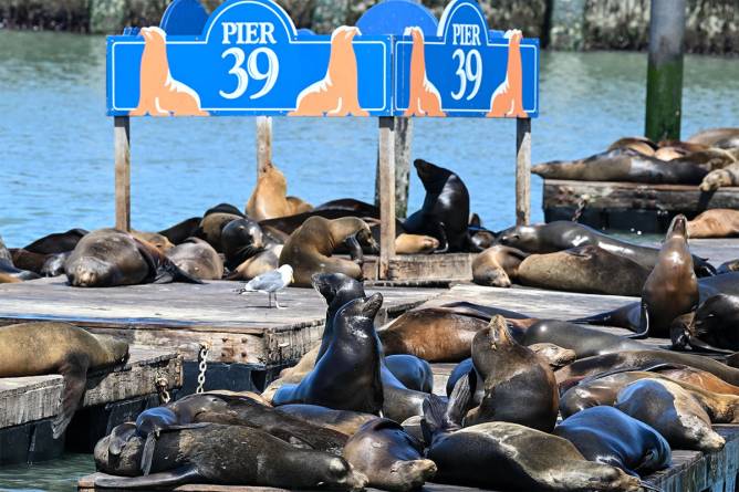 Seals on Pier 39 at the Wharf in San Francisco