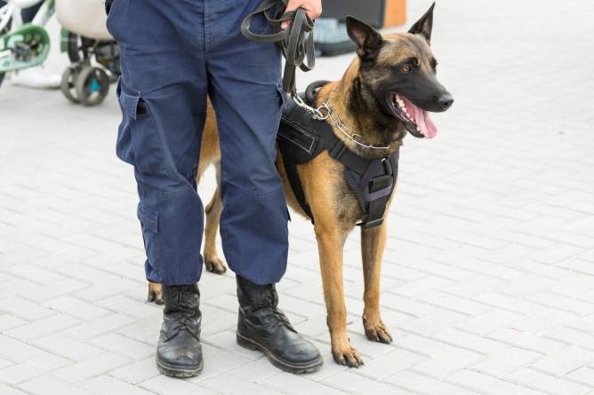 a man holds a k9