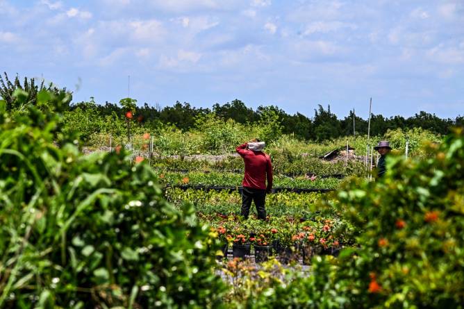 A migrant worker shields their face from the sun while standing in a strawberry field