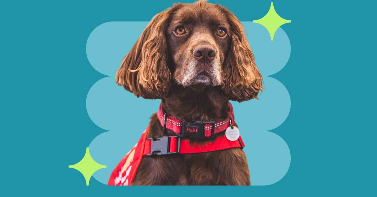 This UK charity is building an e-nose based on dogs that can smell cancer This UK charity is building an e-nose based on dogs that can smell cancer