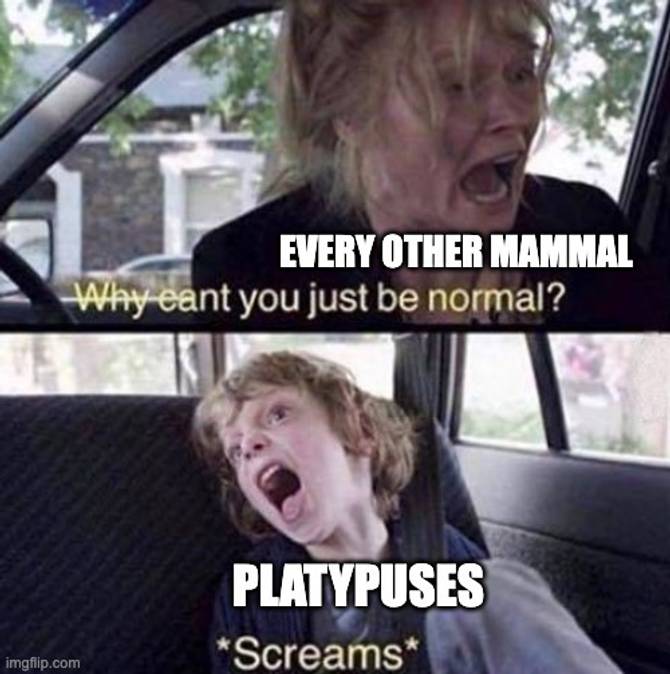 A meme about platypuses