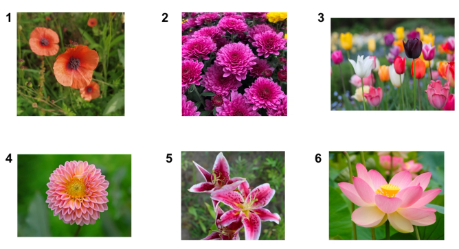 Pictures of flowers for quiz