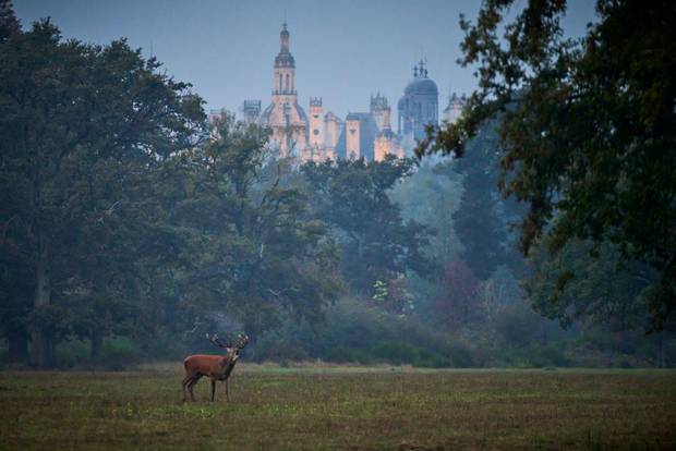 A deer bellows as the sun rises over the Chateau de Chambord in central France.