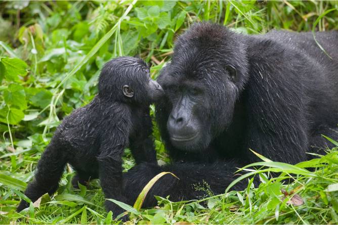 A silverback gorilla and a baby gorilla