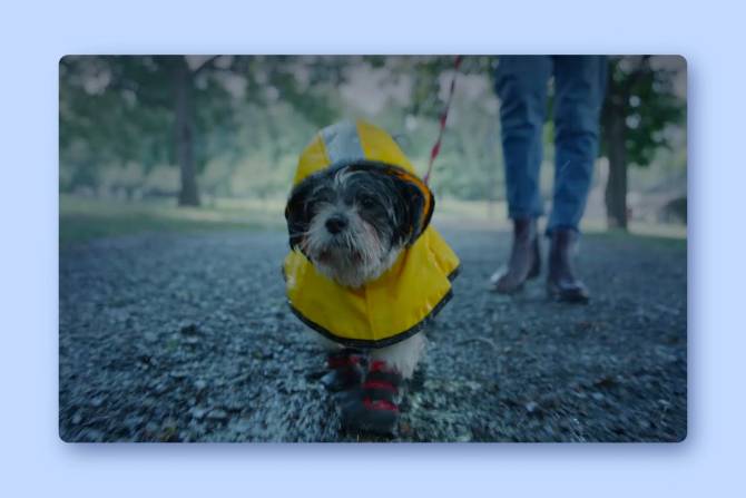 image of a dog in a rain coat from a Chewy ad