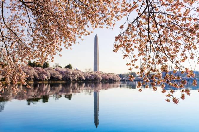 Cherry blossoms in D.C.