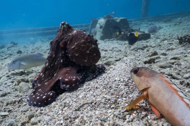 Octopus and a fish hunting together