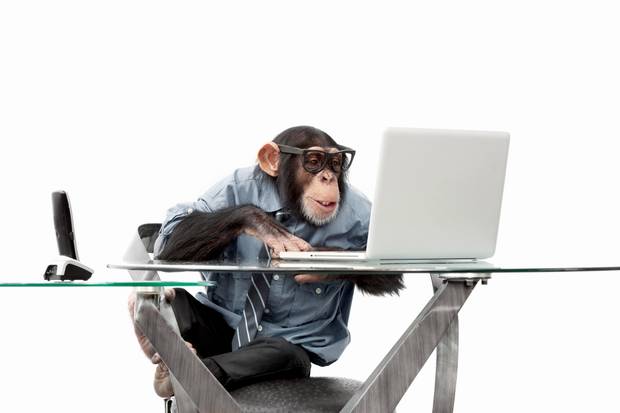 Chimpanzee using a computer