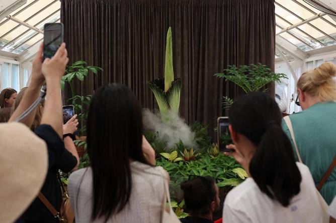 Corpse Flower in Austrilia mid-bloom