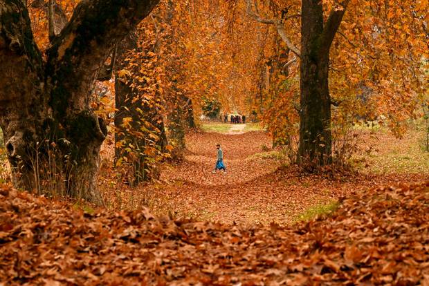 A man walks past oriental plane trees also known as chinar trees during autumn in Srinagar