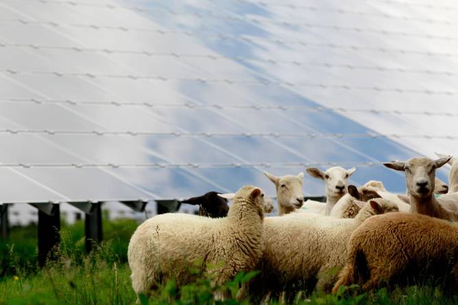 Sheep graze around solar panels in PA