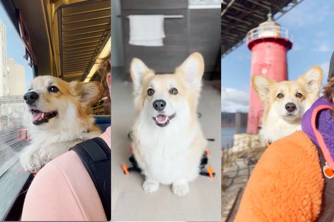 three images promoting Little Chonk, a backpack for carrying dogs