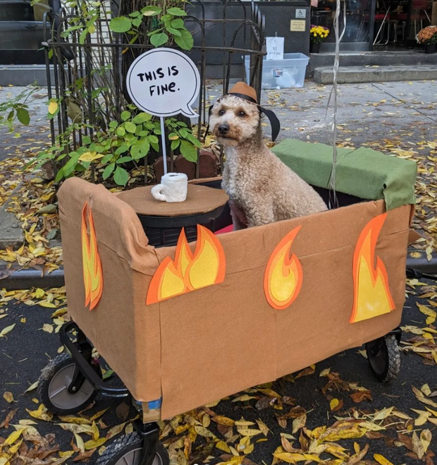 A dog costume at a Halloween parade