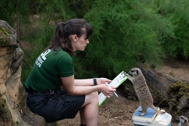 A keeper weighs a meerkat at London Zoo on August 24, 2023 in London, England.