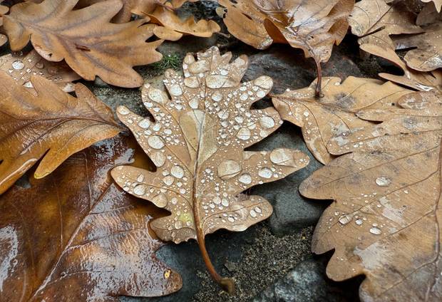 A leave covered in raindrops is pictured with others having changed to their autumnal colours and fallen from the trees in Berlin's Kreuzberg district 