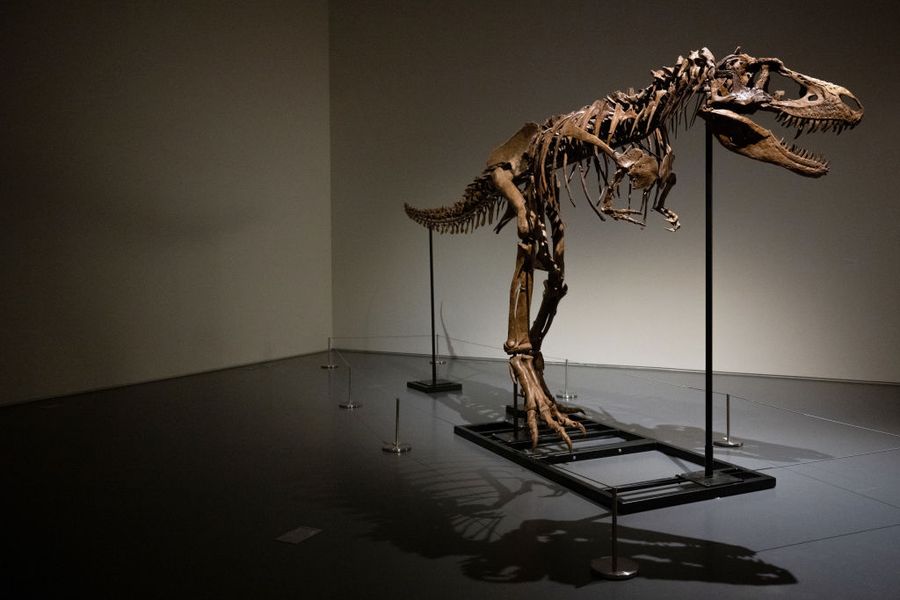 76 million-year-old Gorgosaurus skeleton will be auctioned off