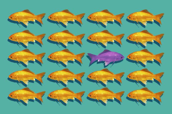All the fish are the same color except one who is rebelling