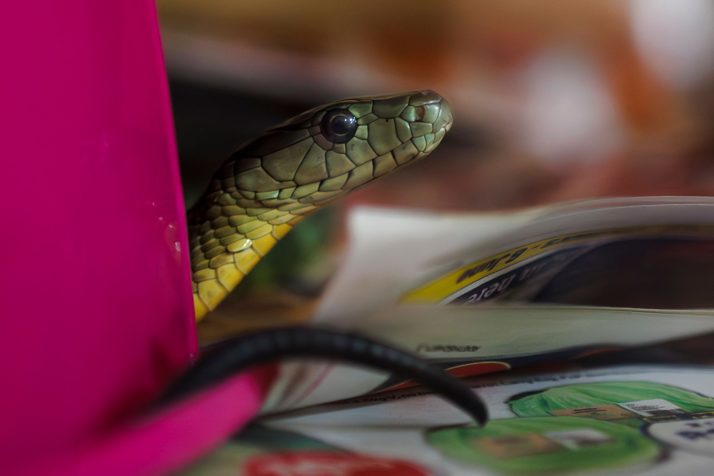 Guy who let himself be bitten by snakes develops antivenom Guy who let himself be bitten by snakes develops antivenom