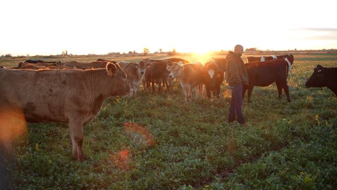 Turner Dairy cows in field