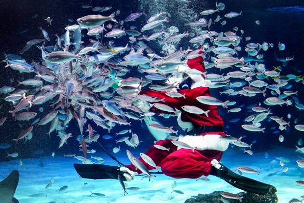 A diver dressed in a Santa Claus costume feeds the fish at Sunshine Aquarium in Tokyo. 