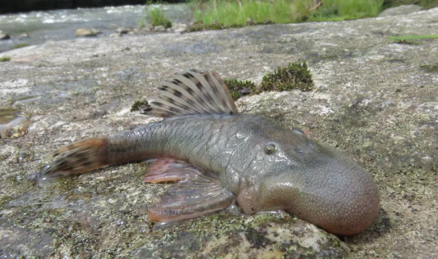 Ugly blob headed fish