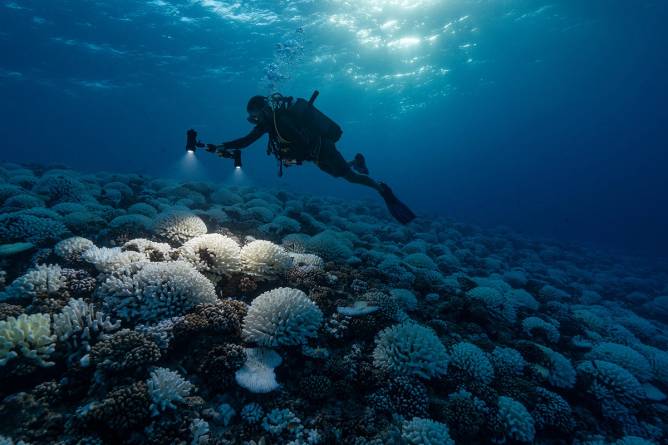 Diver examines bleached coral