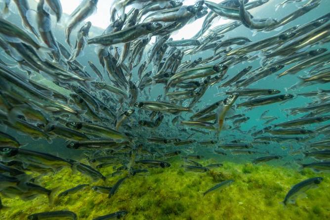 A school of capelin