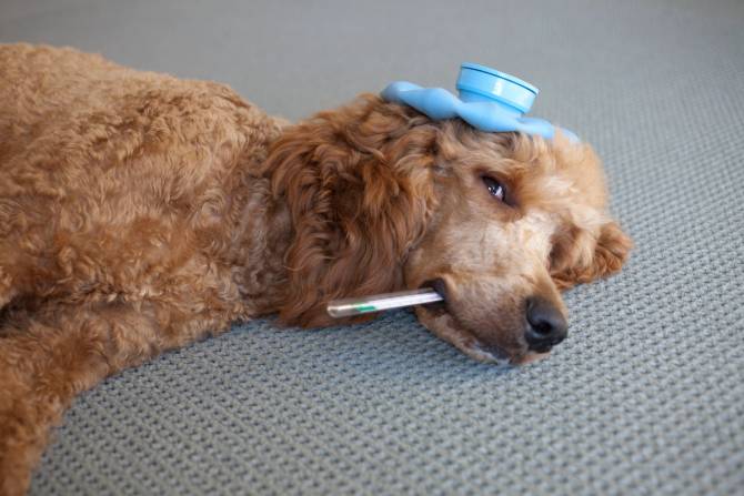dog with thermometer 