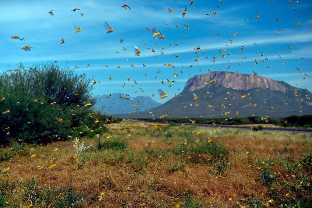 Once-in-a-Generation Swarm of Desert Locusts Descend on East Africa