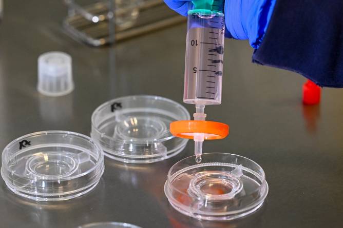 In the cell laboratory, culture dishes are prepared at the Fertility Center Berlin to collect the eggs after egg retrieval.