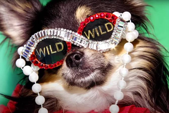 a dog with glasses on that say "Wild" in each lense