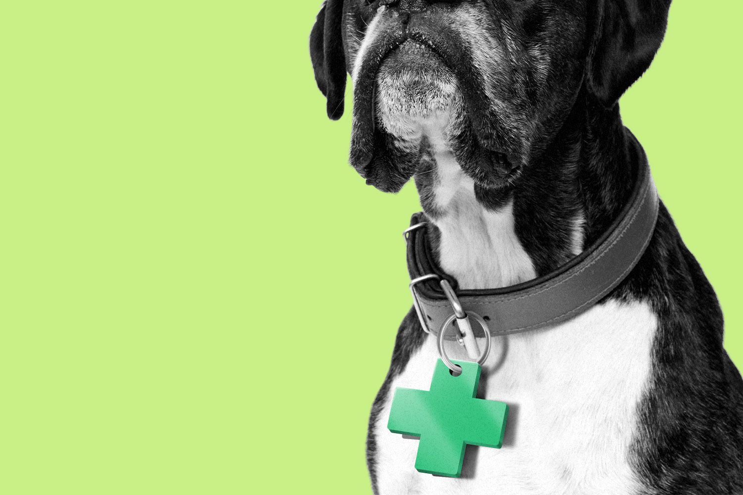 Veterinarians are exhausted and burnt out, but HR can help