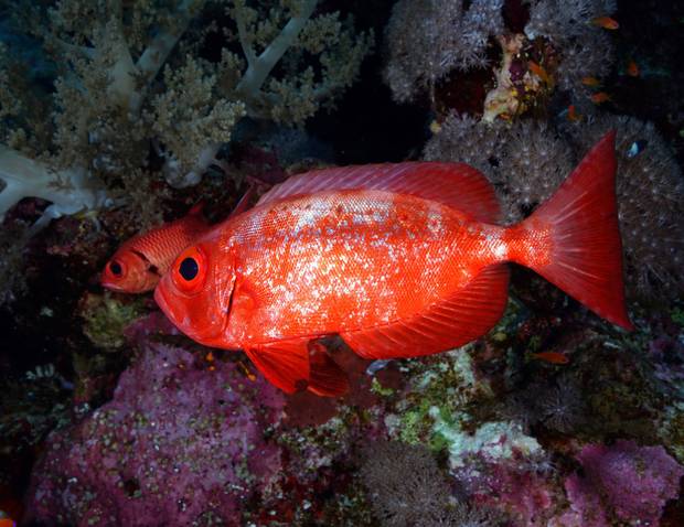 Seabream fish