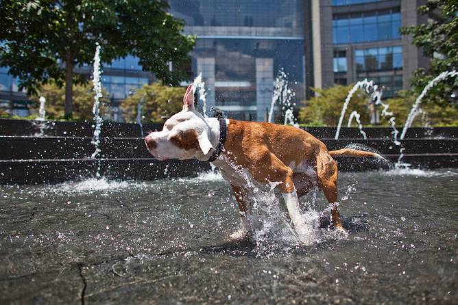 A dog cools off at a public fountain