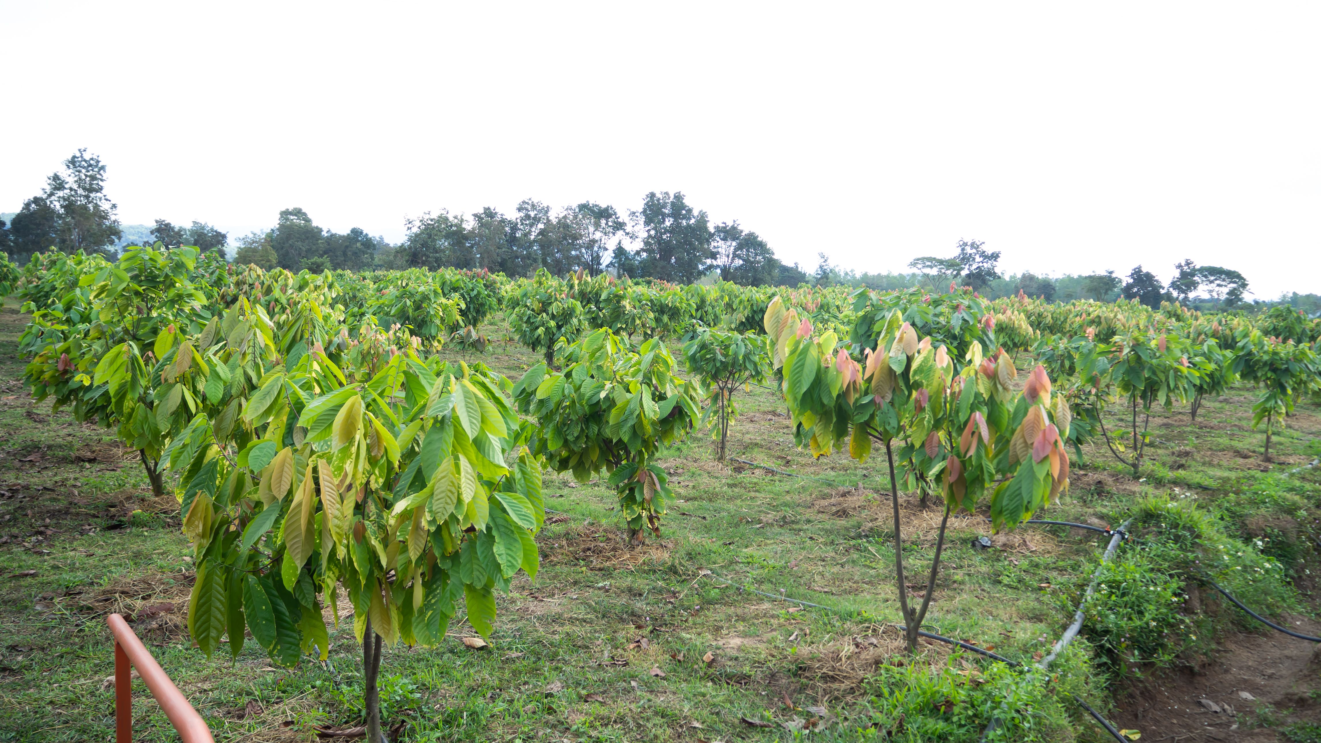 First of all Retail Brew