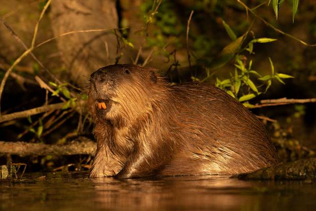 Beaver