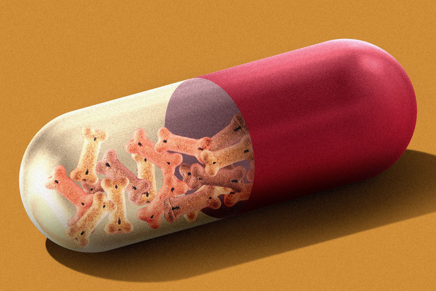 A startup is trying to make dogs live longer