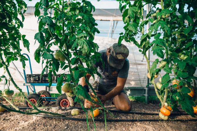 Tito's employee wearing a ball cap on his knees tending to a tomato plan next to other tomato plants inside a wind tunnel structure