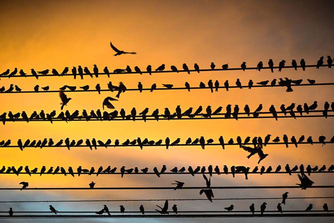 Swallows perch on electrical power lines at sunset in Eldorado dos Carajas, Para state, Brazil,