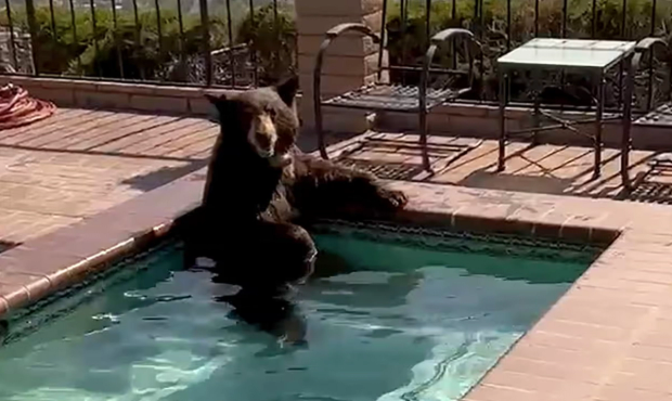 Bear chilling in a pool in California