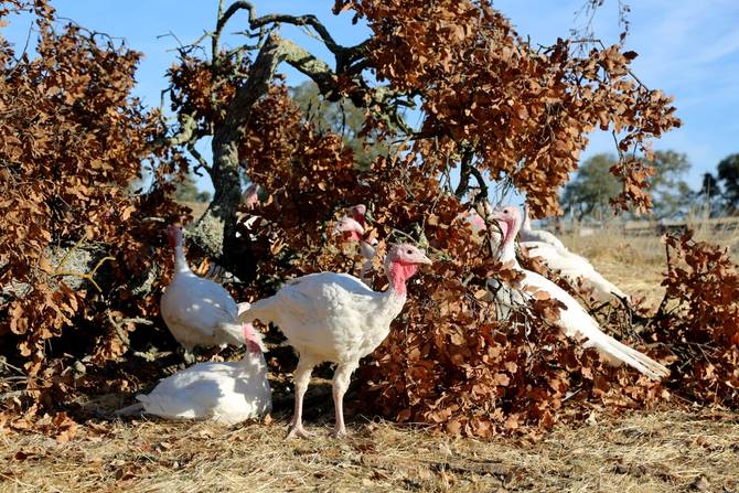 Cream Co. turkeys