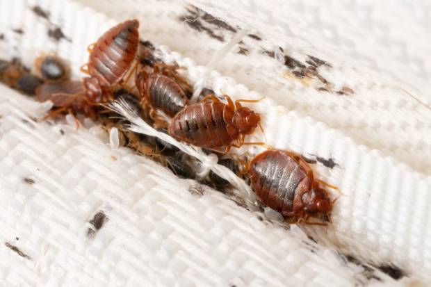 Bedbugs on mattress