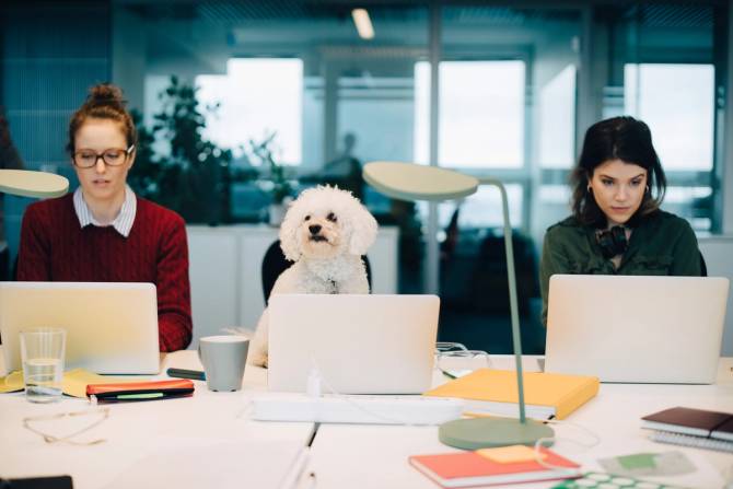 Two women sit in an office working on their laptops. A small white fluffy dog sits between them at its own laptop.