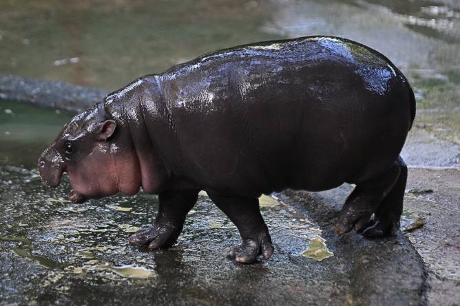 Baby pygmy hippo Moo Deng