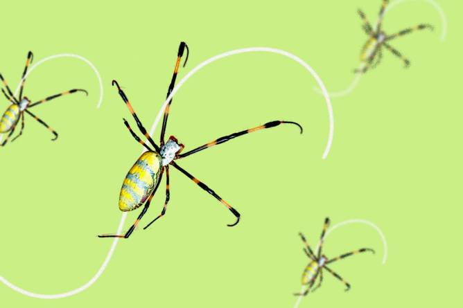 Graphic of a Joro spider flying through the air