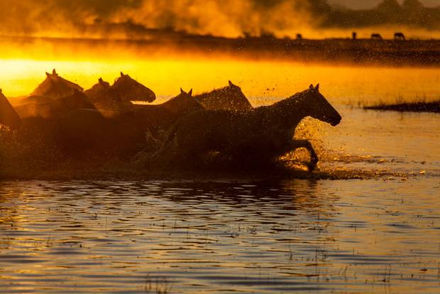 Horses gallop at Wulan Butong scenic area on September 22, 2024 in Chifeng, Inner Mongolia Autonomous Region of China