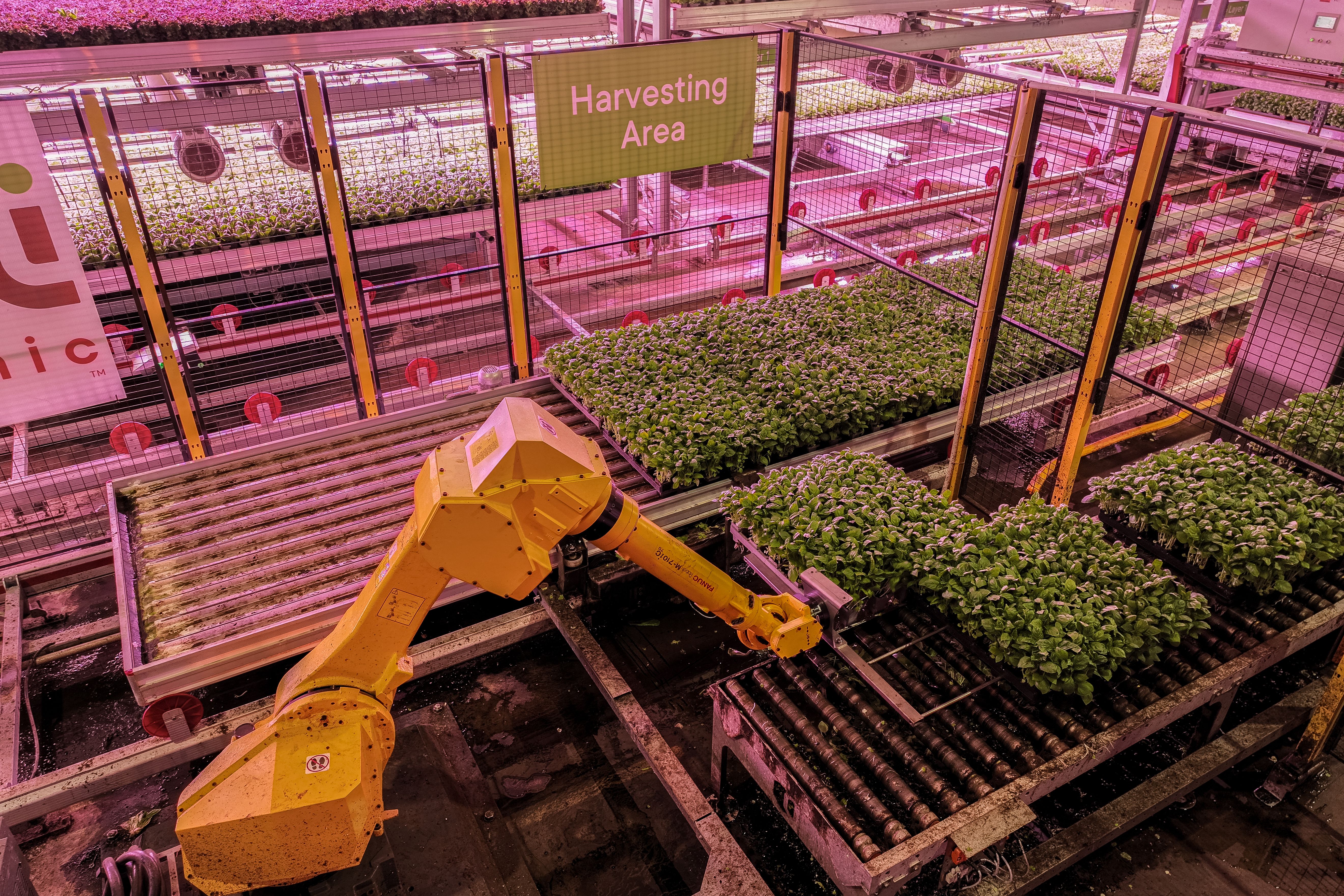 Why a major herb grower is switching to a 90 indoor setup