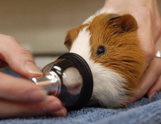 a guinea pig receives anesthesia