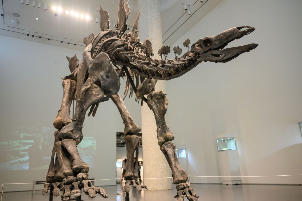 Nearly complete stegosaurus fossil could fetch $6m at auction