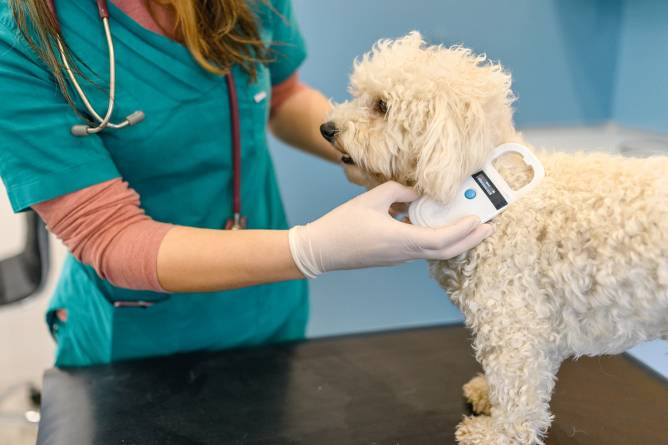 vet scans dog for microchip